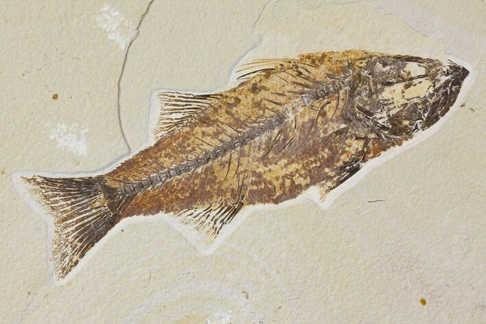 Fossil Fish (Mioplosus) - Uncommon Species #119455